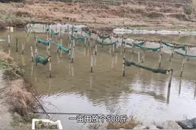 养殖田螺很赚钱，这才是它的真实收益，一亩地不可能赚6万
