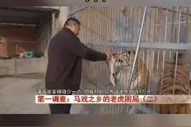 这800多头老虎现在只能由各自的主人饲养起来。而老虎是肉食动物，并且食量很大，因此，饲养成本就成了一笔不小的负担！视频封面