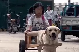 狗狗拉车接送孩子上学，拉布拉多“巴顿”走红网络 @巴顿（拉布拉多）视频封面