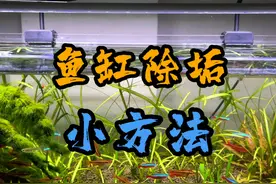 鱼缸除垢的小方法，效果显著 #养鱼日记 #鱼缸除垢 #养鱼人视频封面