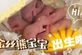 金丝熊繁育到出生全过程，准备开盲盒了哦#仓鼠金丝熊