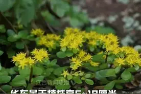 江西马头山国家级自然保护区发现景天属植物新物种——华东景天，其研究成果发表在国际植物分类学期刊《植物纲要》上，此次发现也打破学界长期将该类群误判为日本特有物种的认知。 #景天#抚州 #新物种#神奇植物视频封面
