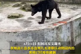 网友称私人动物园内黑熊“饿成狗”，当地回应：已关注到此事，“它从小吃素 苹果窝窝头 年龄大了吃得少”视频封面