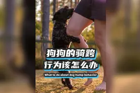 狗狗出现骑跨行为，他是在耍流氓吗？#训犬 #新手养狗 #狗狗视频封面