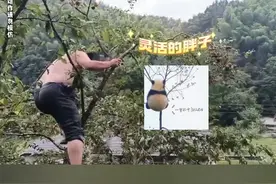 男子爬树摘果子 没想到直接把树压垮了 网友：以为是树枝断掉摔下去 没想到是连根拔起视频封面