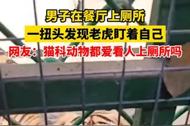 6月23日河南栾川，男子在餐厅上厕所，一扭头发现老虎正盯着自己，网友：猫科动物都喜欢看人上厕所吗？视频封面