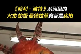 在《哈利·波特》里，真正会魔法的是道具组吧！火龙、蛇怪、曼德拉草这些神奇生物竟然都是#实拍 。#哈利波特 #幕后花絮视频封面