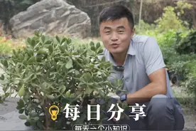 玉树怎么修剪扦插？真的丢地上就能活？ 玉树叶片肥厚饱满视频封面