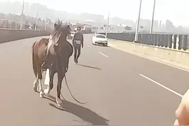 桥上抓马？太“抓马”! #温州交警 #复工 #交警正能量视频封面