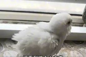 当虎皮鹦鹉被踩掉了尾巴，瞬间变身成小鸡崽 #鹦鹉🦜 #小萌宠 #鹦鹉日常  #奇妙的中国颜色视频封面