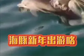新年新气象，海豚结伴出游！2月20日上午，平潭南盘村海域出现海豚群。（素材来源：平潭融媒体、“猫村南盘游天家”）视频封面