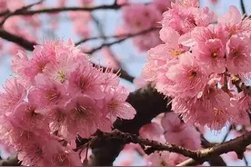 嗨~武汉的樱花开了~“世界三大赏樱胜地”之一的东湖樱花园，正式开园！视频封面