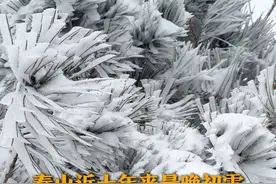 11月25日，山东泰安，泰山近十年来最晚初雪来了！泰山景区银装素裹，还出现了雪凇奇观。#雪淞 #泰山