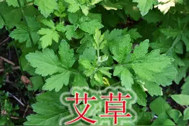 艾草被誉为草中”钻石“，有4大用途与价值，大家又了解多少呢？视频封面