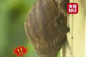 警惕！#海口频繁出现非洲大蜗牛 ！#非洲大蜗牛携带多种细菌  系入侵物种视频封面