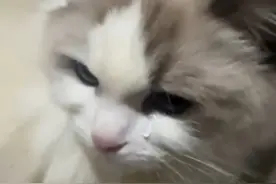 “我感觉动物还是有感情的”，原主人要去外地无法继续养小猫咪，猫咪到新家后流泪哭泣，网友:猫咪的泪腺和唾液腺相通，它可能是饿了#猫咪视频封面