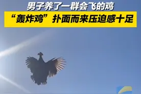 3月18日（采访），福建漳浦，男子养了一群会飞的鸡，“轰炸鸡”扑面而来压迫感十足。#养鸡养鸡 #压迫感十足视频封面