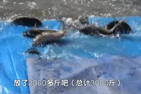 北京一物业“生活污水”偷排进河道 罚款15.5万+3000斤“鱼苗” 处罚不是目的 保护环境才是“终极目标”（记者：洋）#北京dou知道视频封面
