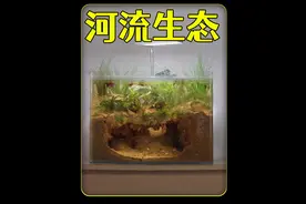 耗时100天，打造河流生态系统，养最小的鱼是什么体验？视频封面