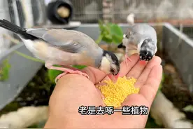 感觉文鸟不适合放生态鸟笼里养 感觉文鸟不适合放生态鸟笼里养视频封面
