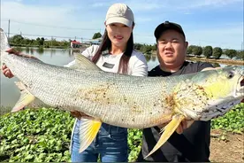 养殖户塘里频繁丢失小鱼苗，水中怪物原来竟然是“它”！！#dou是钓鱼人视频封面