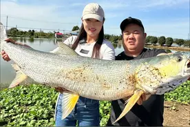 养殖户塘里频繁丢失小鱼苗，水中怪物原来竟然是“它”！！#dou是钓鱼人视频封面
