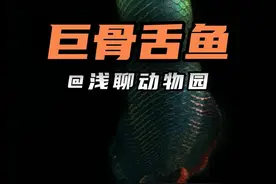 巨巴西骨舌鱼 是世界上最大的淡水鱼！#巨骨舌鱼 #动物解说视频封面