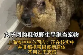女子网购疑似野生旱獭当宠物 上海疾控中心回应：正在核实中 并非都携带鼠疫病原体 大家不用过于恐慌
近日，上海一女子称自己看完电影《哪吒2》后，很喜欢里面憨态可掬的土拨鼠，于是网购了一只当宠物，不料到手后发现和预期差距较大：鼠爪、鼠身都有伤口，甚至还有蜱虫，遂将其发至网络控诉商家。评论区网友指出，她购买的这只所谓的“土拨鼠”或为野生旱獭，极易携带鼠疫等高危传染病原体，一旦感染，后果严重，建议上报疾控中心对其进行科学处置。女子后续却称已自行将鼠寄回商家，引发网友的“鼠疫传播”恐慌。对此，上海疾控中心的工作人员回应称已接到相关举报，目前正在核实调查中。同时安抚公众不必过于恐慌，“即便是野生旱獭，也只有一定的感染鼠疫几率，并非必然携带”，建议大家尽量少接触野生动物，切勿购买，因为“即便是人工养殖的也存在携带病毒的风险”。截至发稿，涉事商家已下架相关商品。视频封面