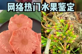 网络热门水果鉴定：粉色的菠萝是真的吗？#植物科普 #2023开学季  #野果子有认识的吗 #水果视频封面
