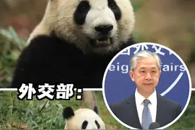 大熊猫“金喜”“茱萸”4月底将前往西班牙马德里动物园，开启为期10年的旅居生活，延续两国人民40多年的熊猫情。外交部：中西双方将全力保障它们平安健康抵达！ #汪文斌 #大熊猫 #金喜 #茱萸 #动物园视频封面