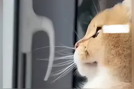 “别怕 不是凶你~”小猫捕猎过程中还不忘抽空哄一下主人。网友：它心里是真有你啊！
#猫咪 #萌宠 #可爱  @DOU+小助手 @抖音短视频 @DOU+上热门视频封面
