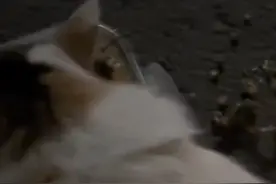 男子投喂两个月的流浪猫后，发现猫咪也养了宠物...来源：@CL #动物的迷惑行为视频封面