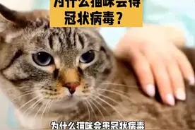 猫咪什么情况下会得冠状病毒？要注意猫咪防护了#科学养宠攻略视频封面