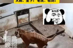3月20日（原创采访时间），山西临汾，老虎被自己的“晚饭”吓跑了，最后还是靠母老虎才拿下，大鹅：坐下！ 老虎：收到！（来源：@动物园的长颈鹿（临汾动物园） ）视频封面