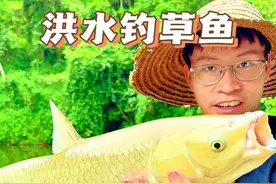 进口金丝草鱼 你们钓到过这么漂亮的草鱼吗#花生打窝花生钓 #原来钓鱼才是抖音运动顶流 #2024dou来钓鱼 #钓草鱼视频封面