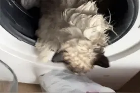 猫咪躲在洗衣机里被洗了2分钟：“出来时有些晕头转向，洗得干干静静。”猫咪：你礼貌吗？（来源：文汇报、网友“November”）#猫咪  #洗衣机 

6分钟前视频封面