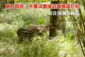 采石矶发现五头野猪幼崽，官方回应来了。（来源：关我富贵什么事 编辑：庄芳 审核：刘青元 审签：王小明）视频封面