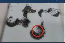 磁力研磨机是如何做到快速抛光的 磁力研磨机抛光原理#磁力研磨机抛光机 #科普一下 #抛光 #研磨机视频封面