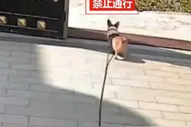 #当柯基被被一条10米长的绳子拴着 ，一切都“刚刚好”.....（来源：@八万八万！ ）视频封面
