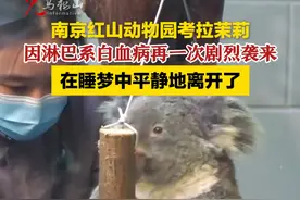 南京红山动物园考拉茉莉 因淋巴系白血病再一次剧烈袭来 在睡梦中平静地离开了（来源：南京市红山森林动物园 编辑：许玥宁）#马鞍山广播电视台 #红山动物园 #考拉茉莉视频封面