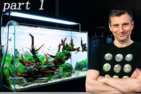 part 1 绿色水族团队造景过程，保姆级教程，跟着学你也会视频封面