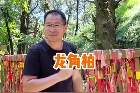 你见过只长树干不长树叶的柏树吗？ #陕西 #黄帝陵 #古树#云游中国计划视频封面