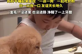 妈妈午睡起来发现“一孩一狗”一起吃奶粉  你一回我一口 友谊天长地久  金毛：没进胃 也没进肠 净糊了一上牙膛#被萌娃和狗狗治愈了 #狗与小主人 #人类幼崽视频封面