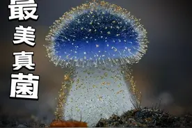 蘑菇好看又美味，吃下可能见小人！ #野生菌 #菌子 #毒蘑菇视频封面