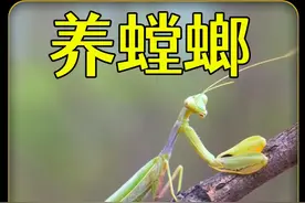 野外抓到一只螳螂宝宝，饲养两个月的过程，挺有意思的... #昆虫视频封面