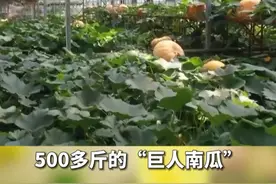 第二十五届中国（寿光）国际蔬菜科技博览会开幕 #寿光#蔬菜#农业#科技博览会视频封面