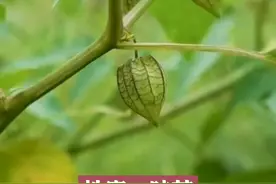 这个草你们在老家都见过吗？#医学科普 #植物科普 #中草药 #灯笼草 