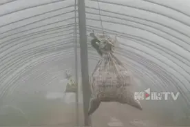 农户就地取材用沙袋自制“阻尼器”对抗大风，每个袋子装20斤土 ，间隔1米挂一个，农户：灵感来自于上海中心大厦阻尼器。#阻尼器 #大棚种植 #大风天气 #上海中心大厦阻尼器 #农业种植视频封面