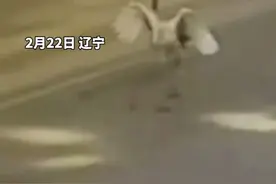 一只丹顶鹤走进商店悠闲散步，脚上还带着红色脚环，网友：祥瑞降临，福气临门！视频封面
