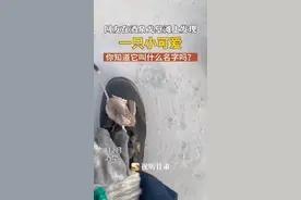 长耳长尾长脚，网友：米老鼠原来有原型。你知道它是谁吗？#酒泉 #戈壁滩 （视频来源：无邪）视频封面
